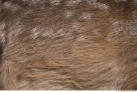 animal skin doe fur 0013